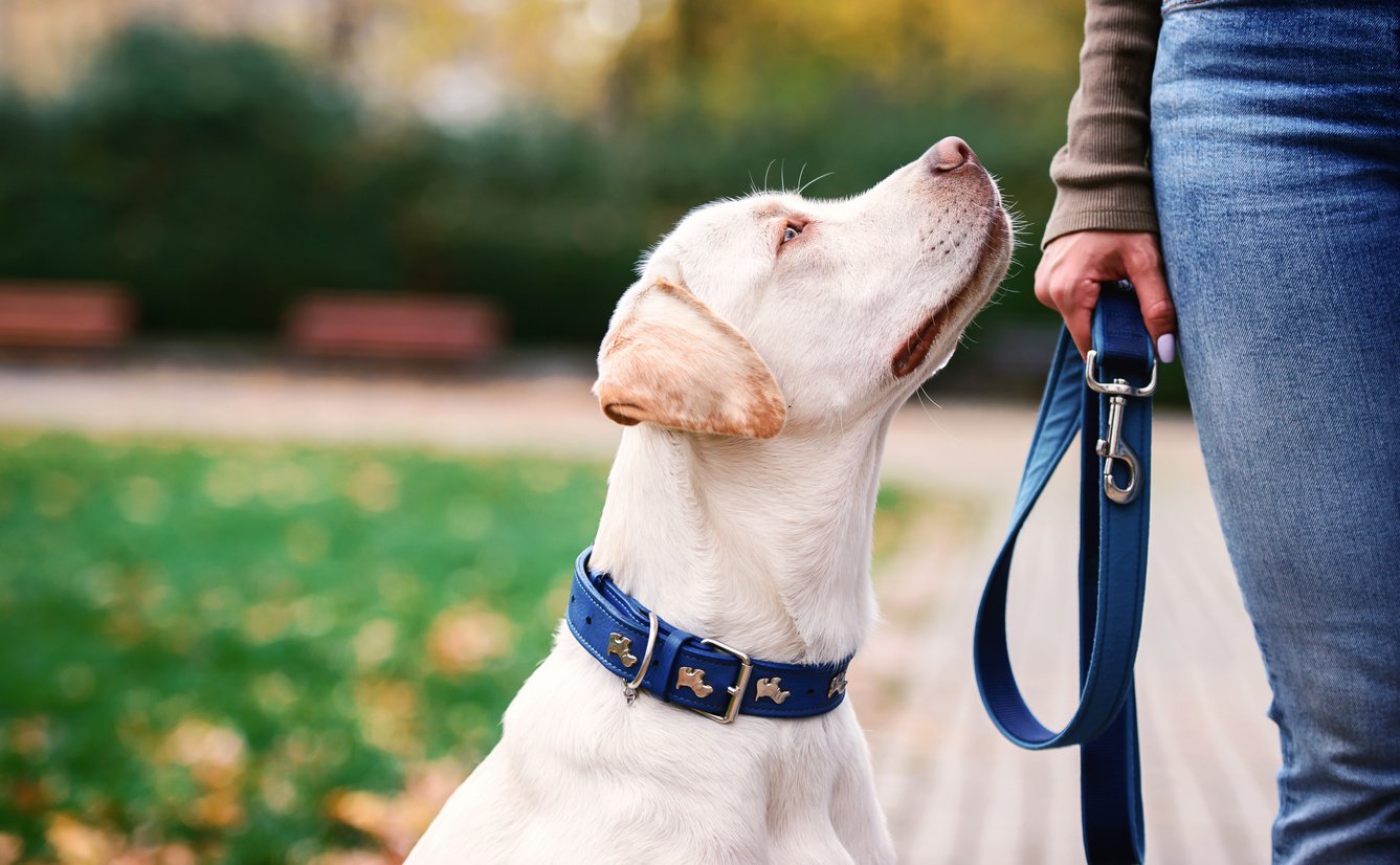 Person's Hand Holding the Leash of a Pet Dog