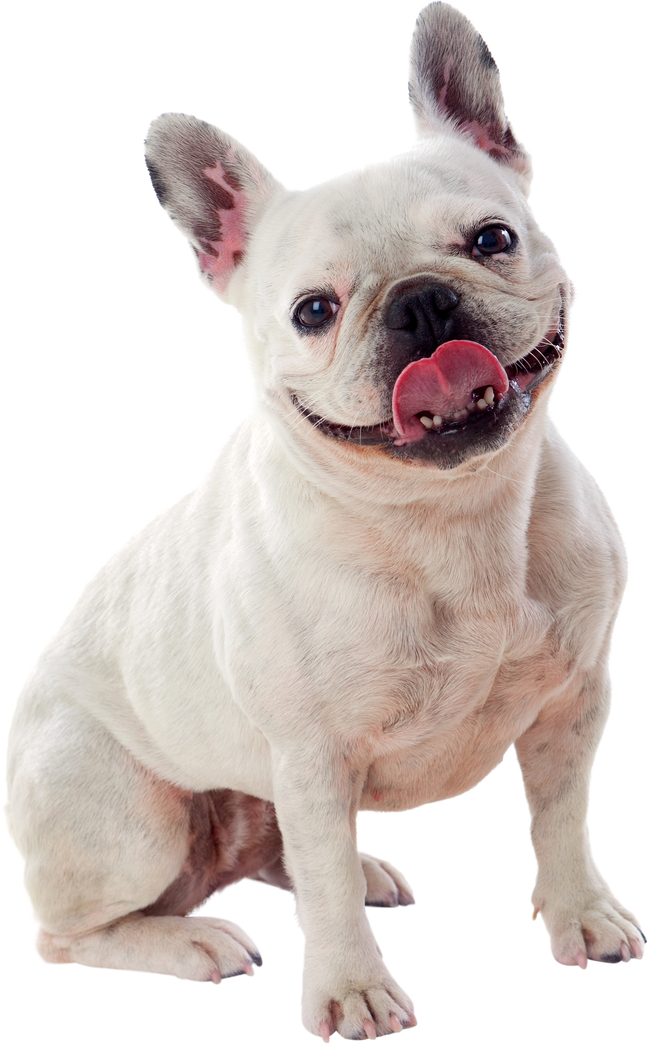 Portrait in Studio of a Cute Bulldog