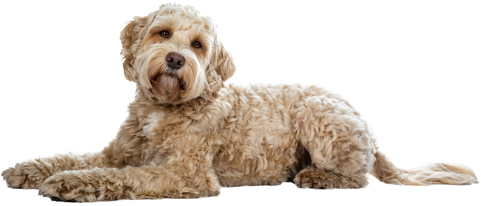 Cute Curly Dog Cutout